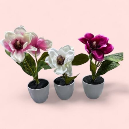 Flor de Magnolia