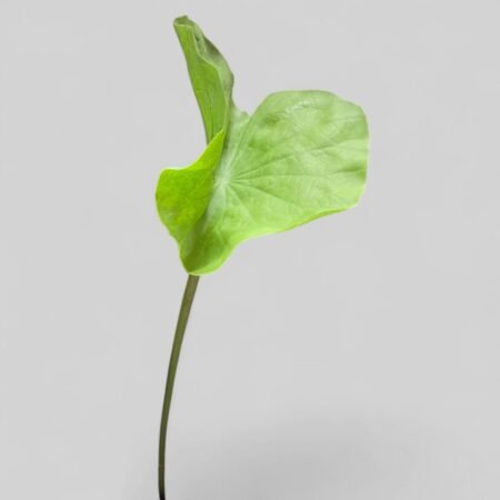 hoja de loto