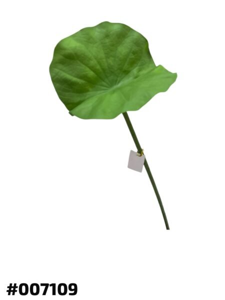 hoja de loto - Imagen 2